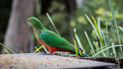 Красочный зелёный дикий попугай