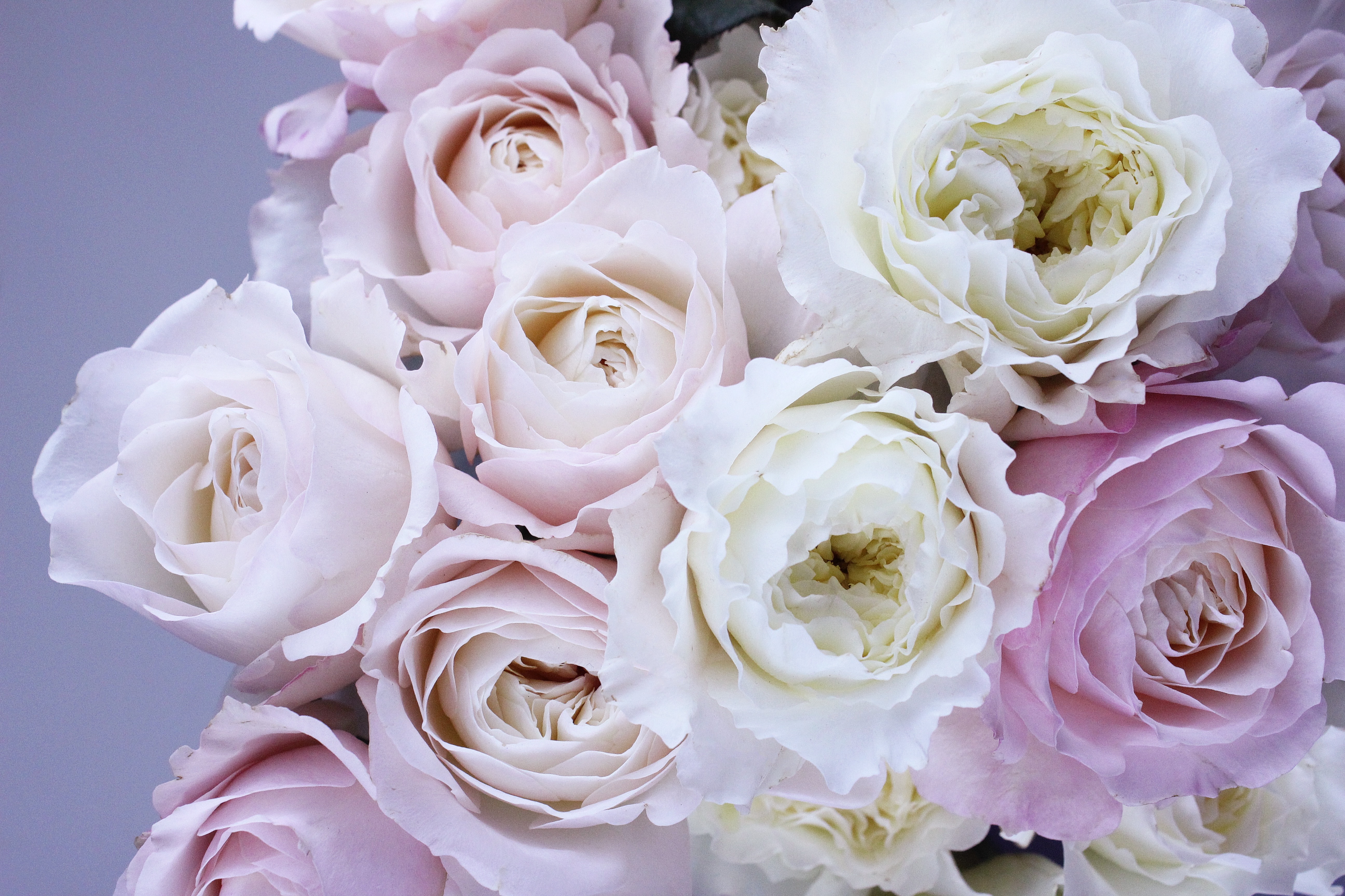 Бесплатное фото Букет из белых роз