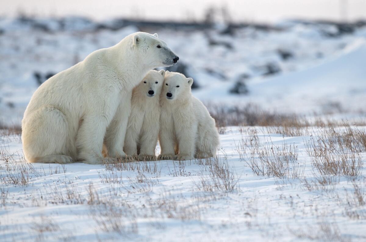 Белые арктические медвежата с мамой