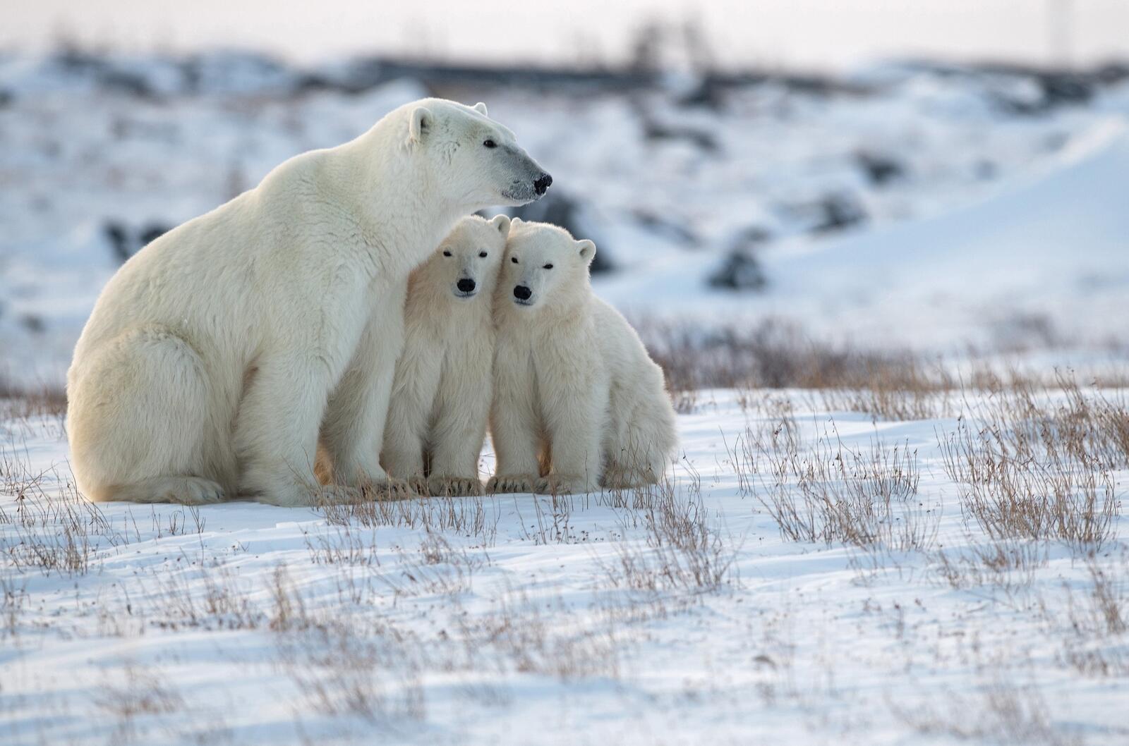 Free photo Arctic polar bear cubs with mom
