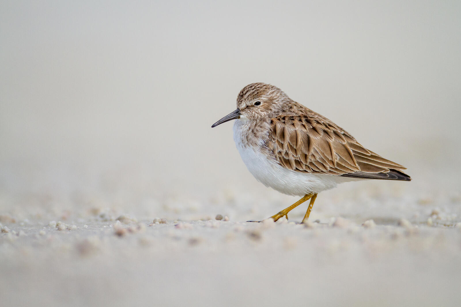 Бесплатное фото Птица кулик ищет по песчаному пляжу