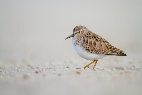 A bird wader searches along the sandy beach