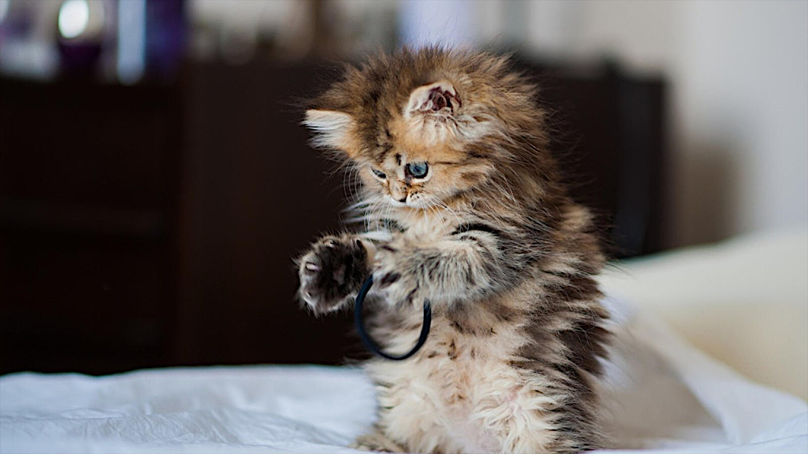 Бесплатное фото Милый котенок играет с резинкой для волос
