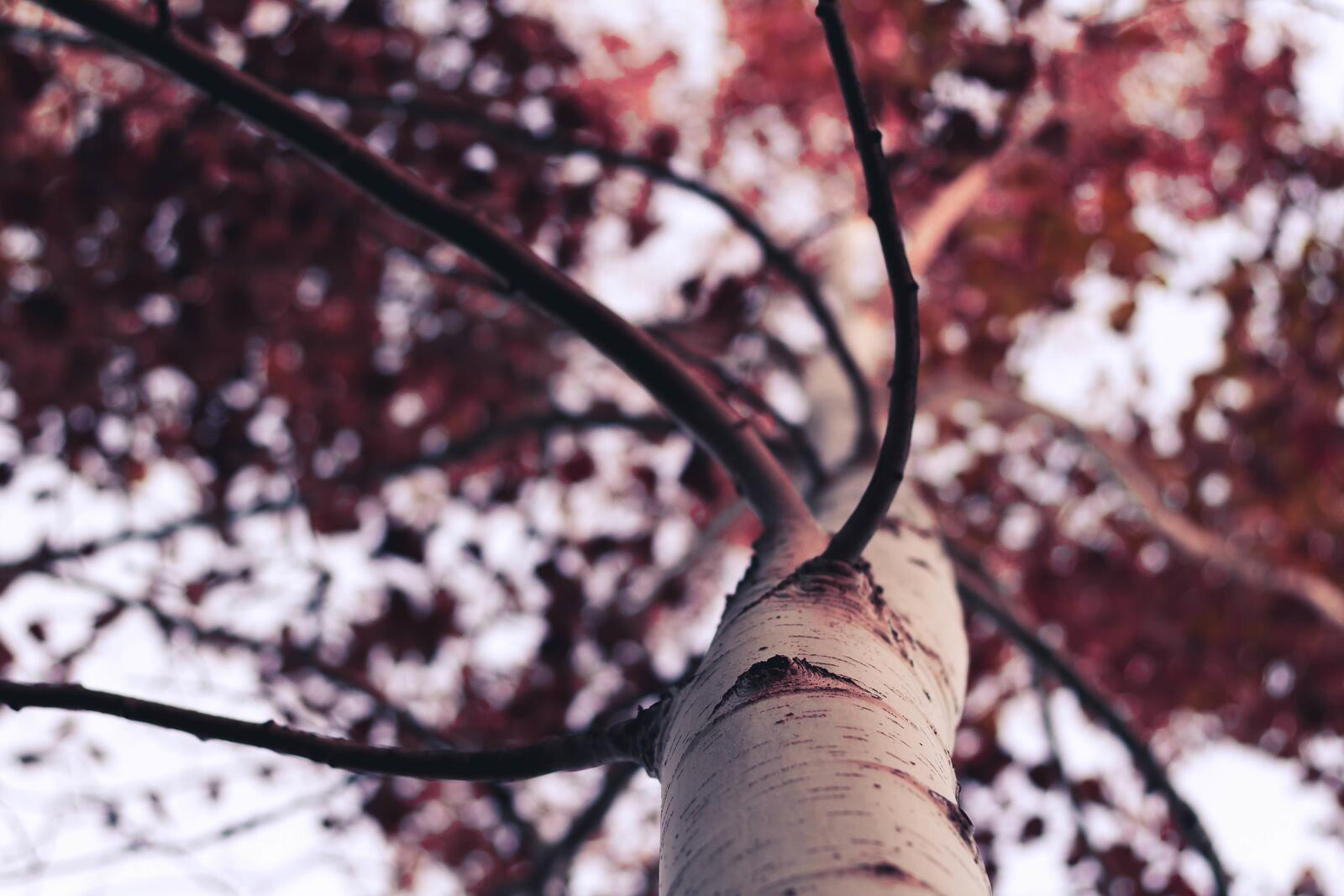 Free photo A birch tree with red leaves