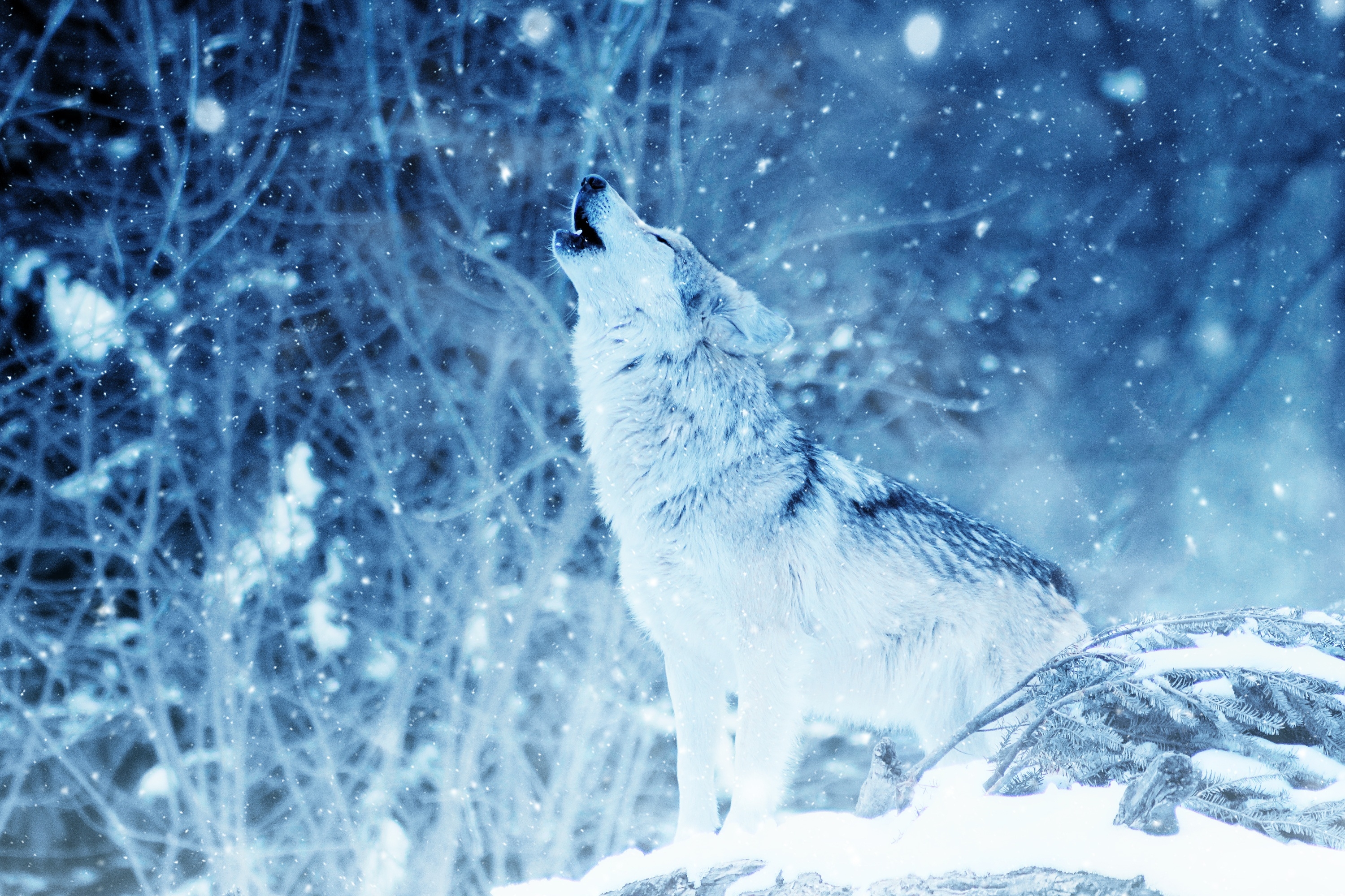 Фото бесплатно обои волк, вой, величественная