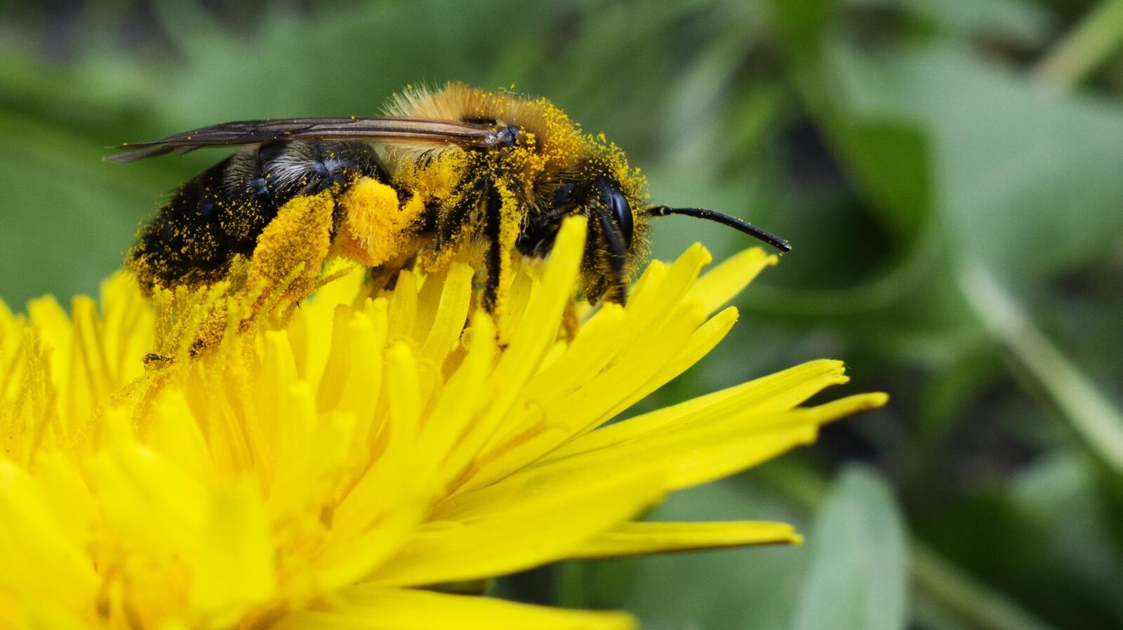 免费照片一只黄蜂在一朵黄花上采集花粉。