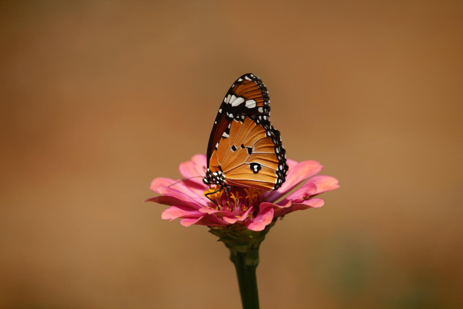 Бесплатное фото Бабочка на розовом цветочке