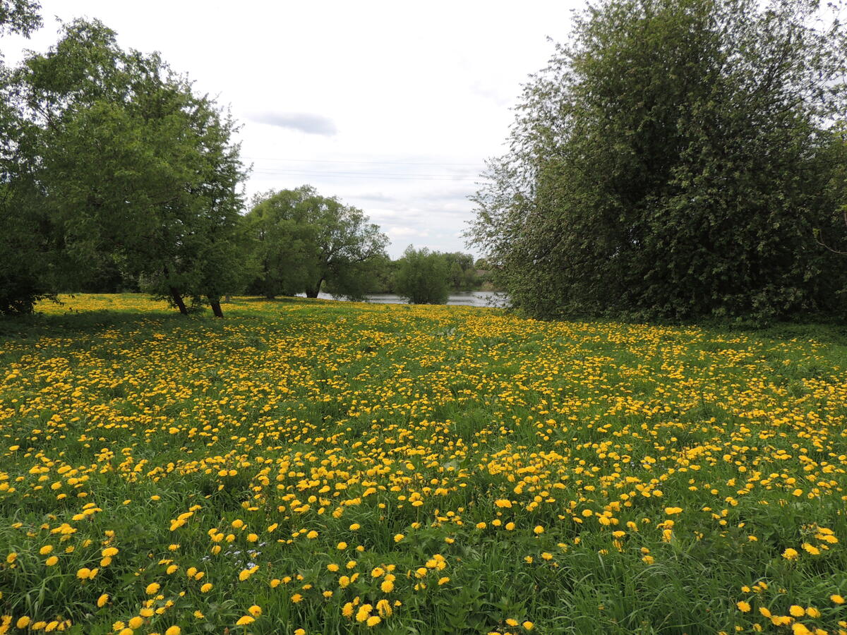 A glade with yellow dandelions on the river bank