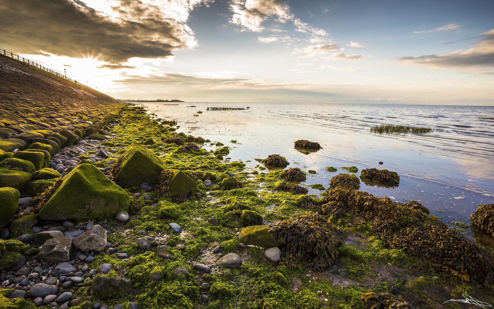 Бесплатное фото Мох с камнями на берегу моря
