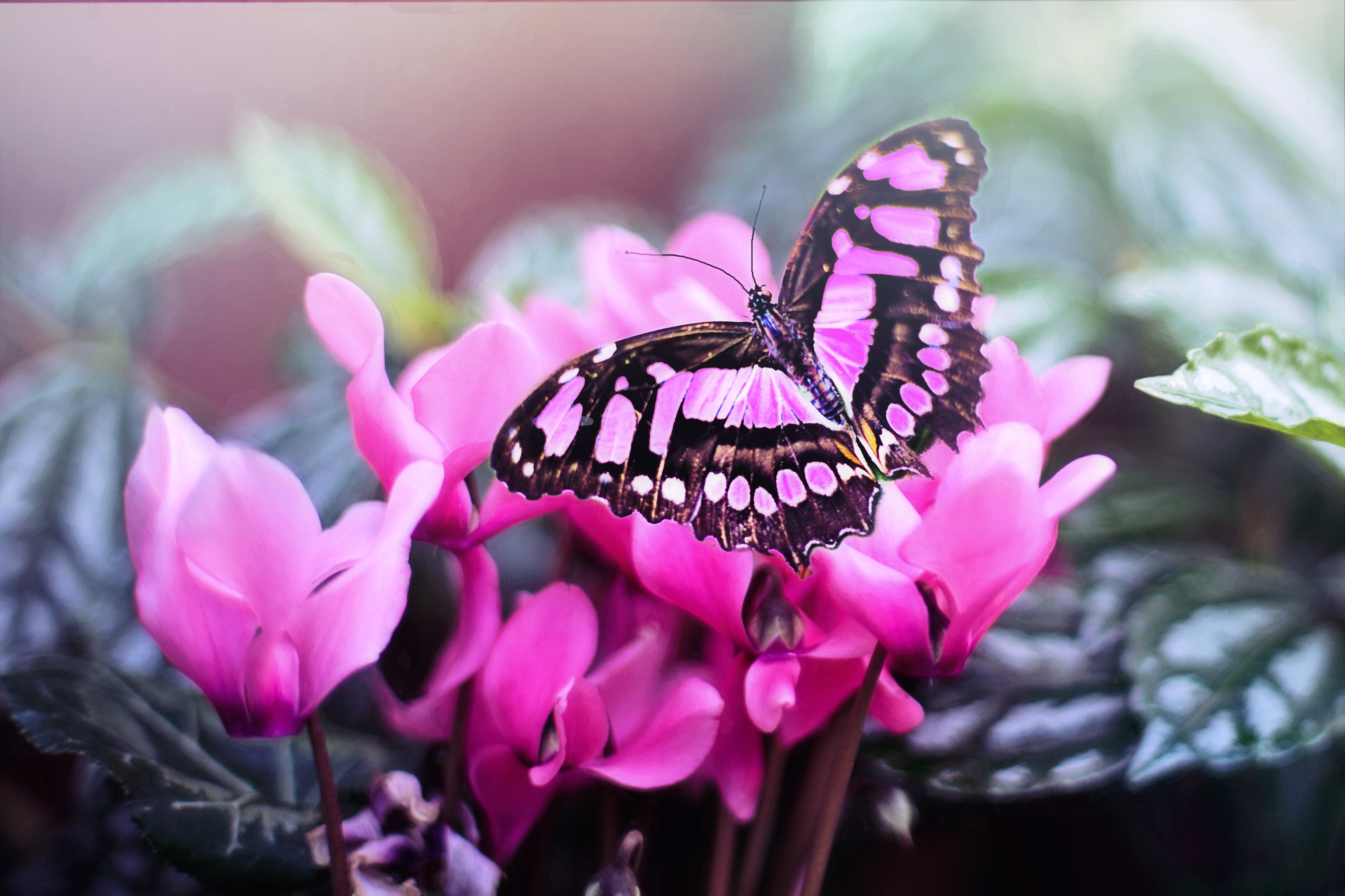 免费照片粉红色花朵上的一只粉红色蝴蝶