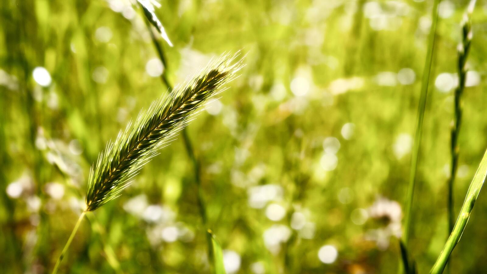 Бесплатное фото Стебель травы летним днем на лугу