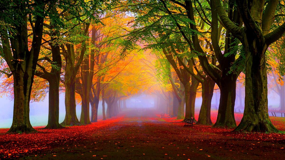 Красочный осенний парк с листопадом