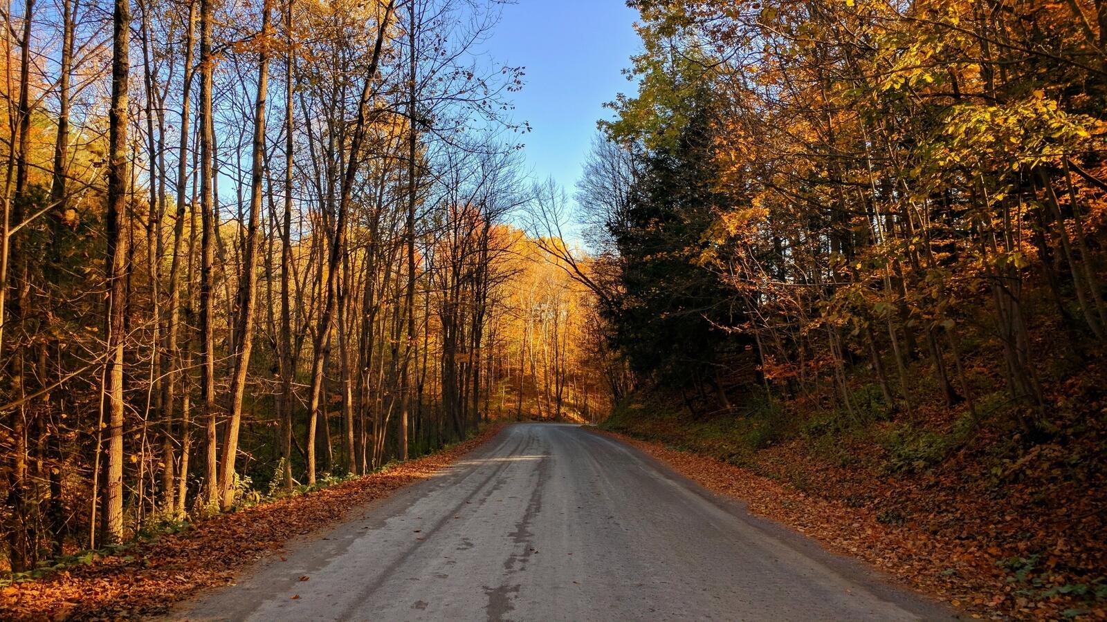Бесплатное фото Грунтовая дорога в осеннем лесу