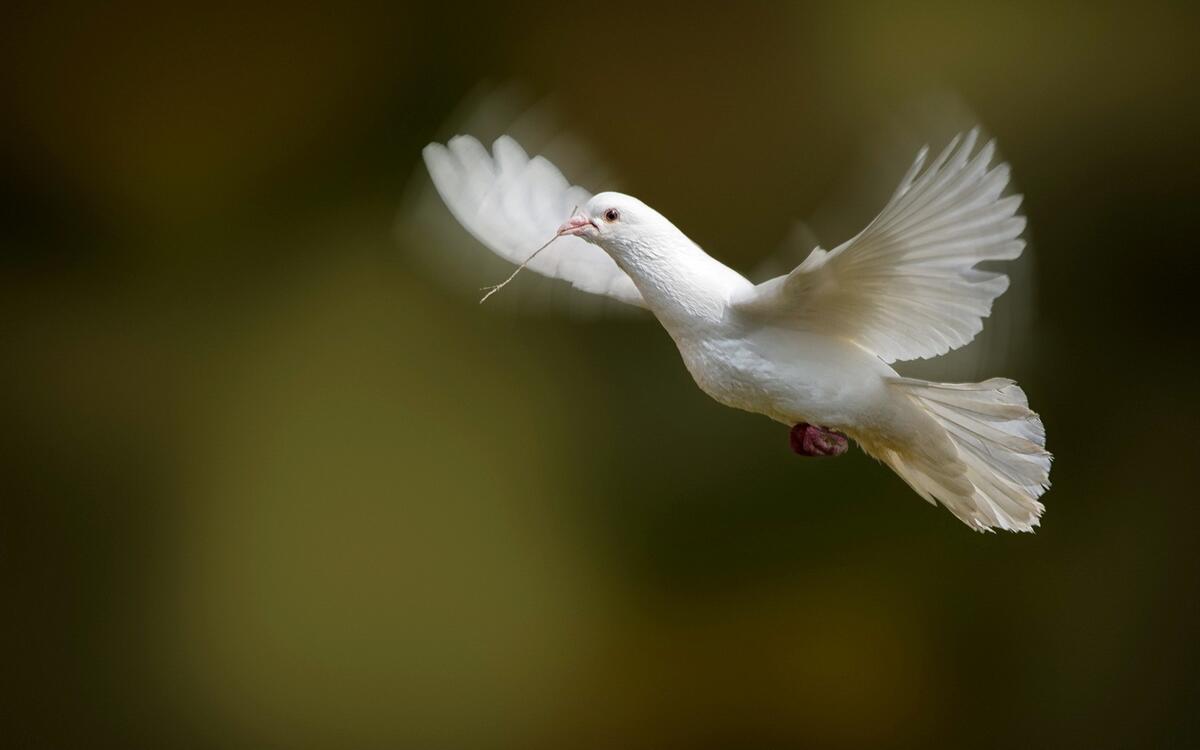 Белая голубка