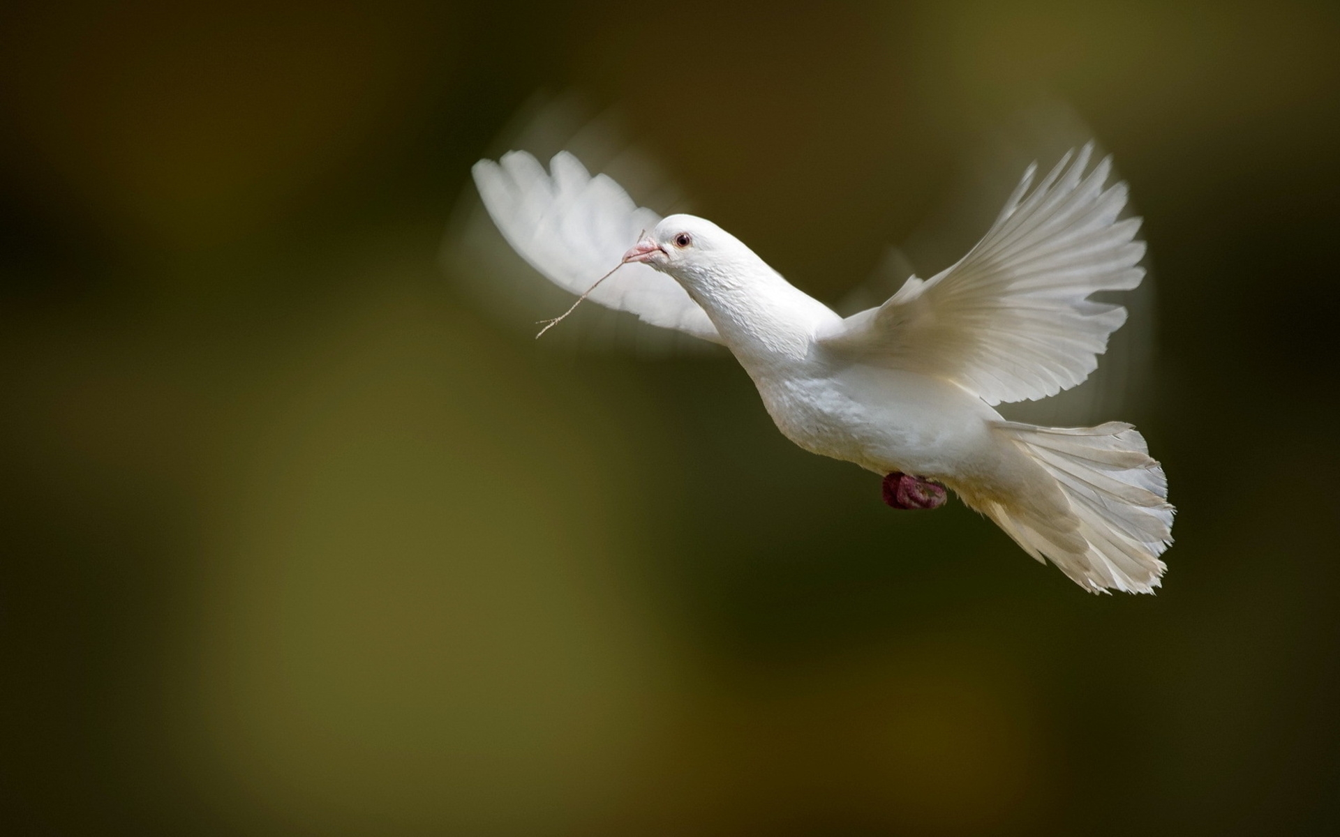Бесплатное фото Белая голубка