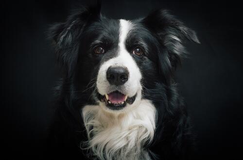 Portrait of a black and white dog