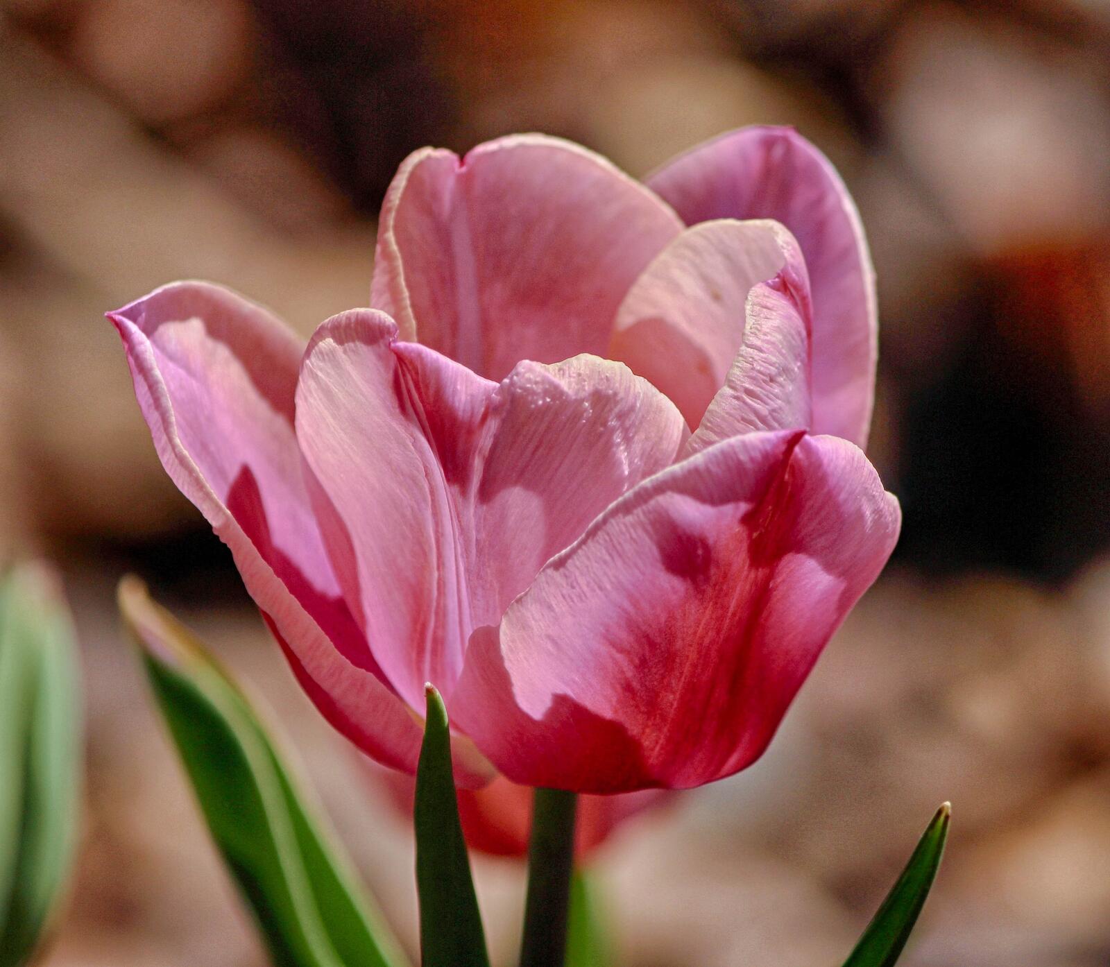 Бесплатное фото Розовый тюльпан крупным планом