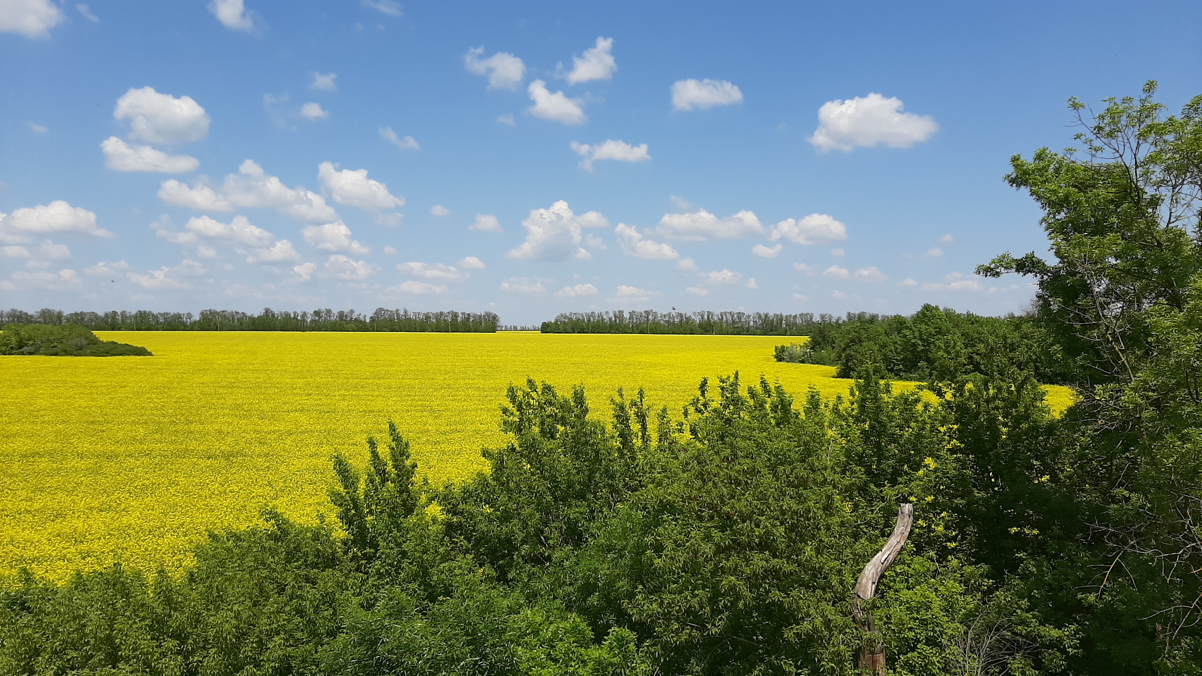 Желтое цветущее поле