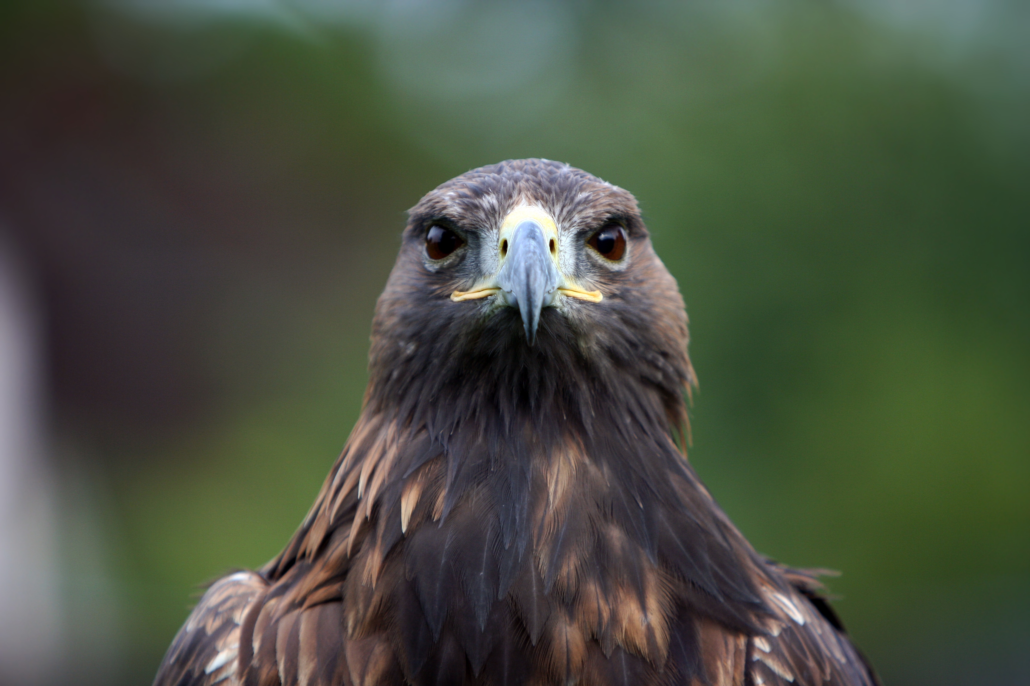 Фото бесплатно орел, перья, клюв