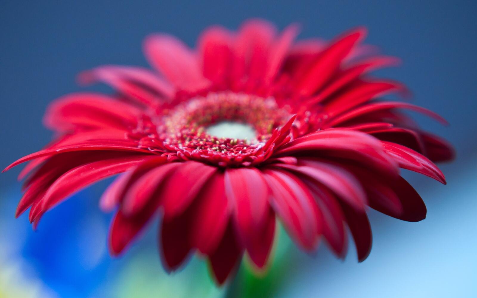 Бесплатное фото Большой красный цветок крупным планом