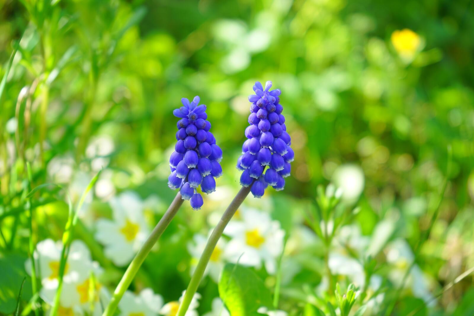 Бесплатное фото Синие цветочки на зеленой траве