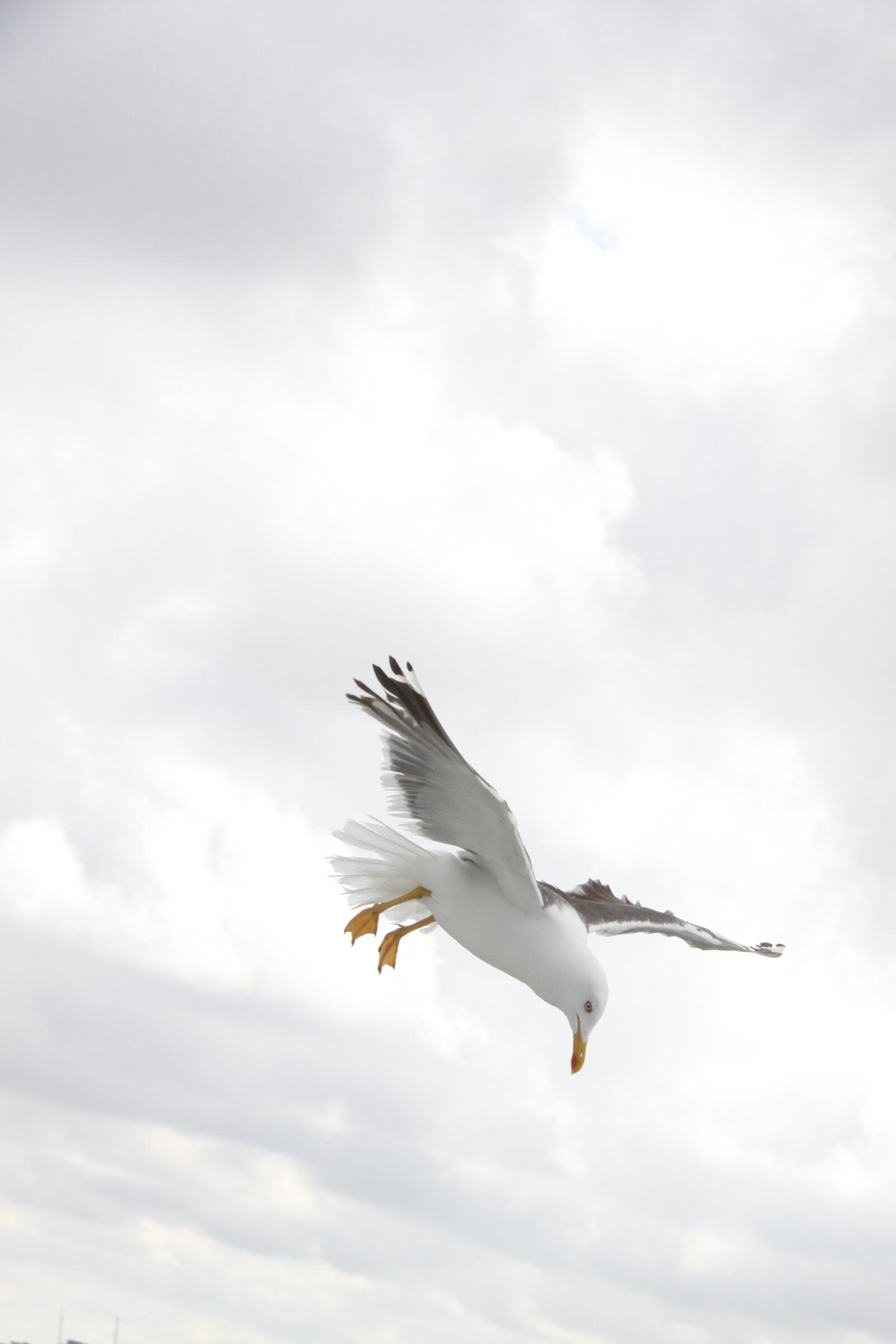 免费照片一只海鸥俯冲下来