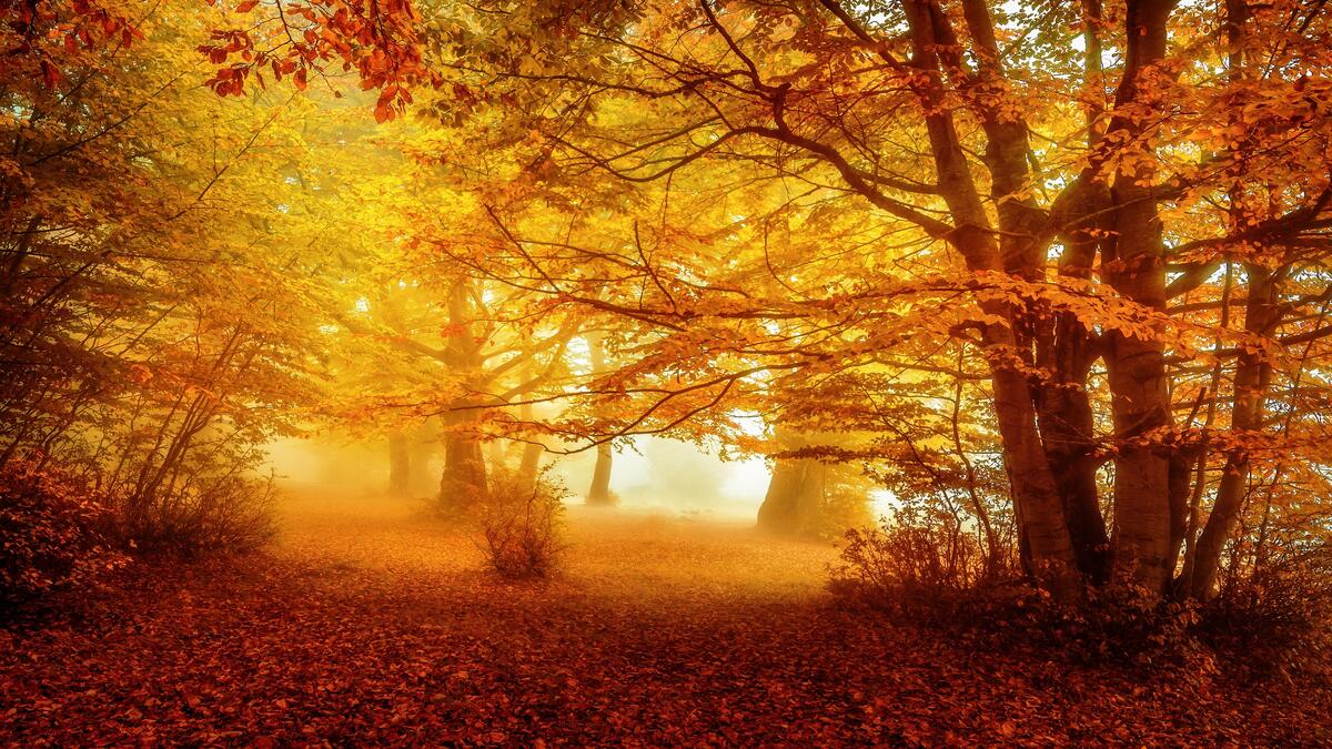 Лес, покрытый красивыми желтыми листьями
