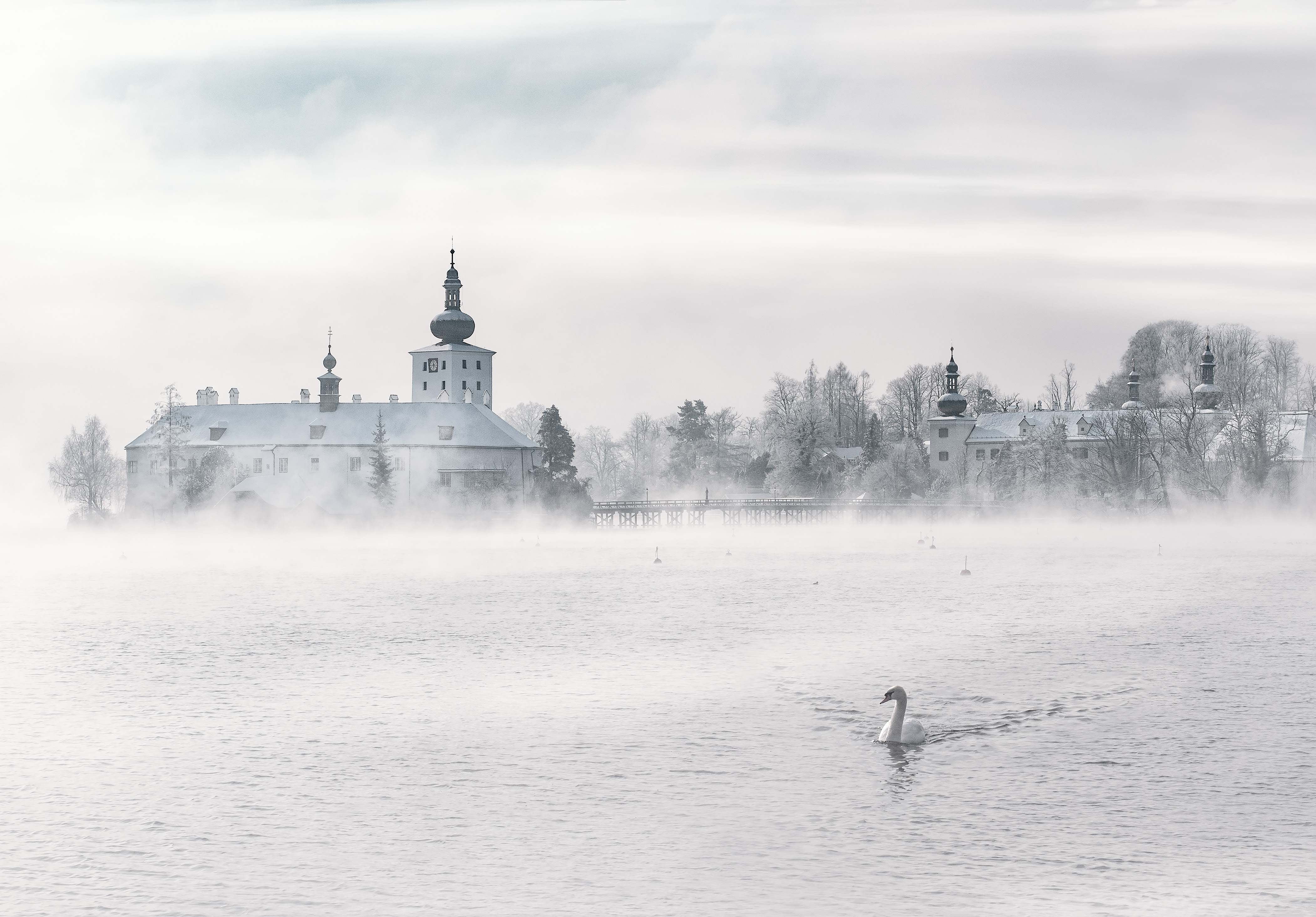 Лебедь плавает по озеру в тумане