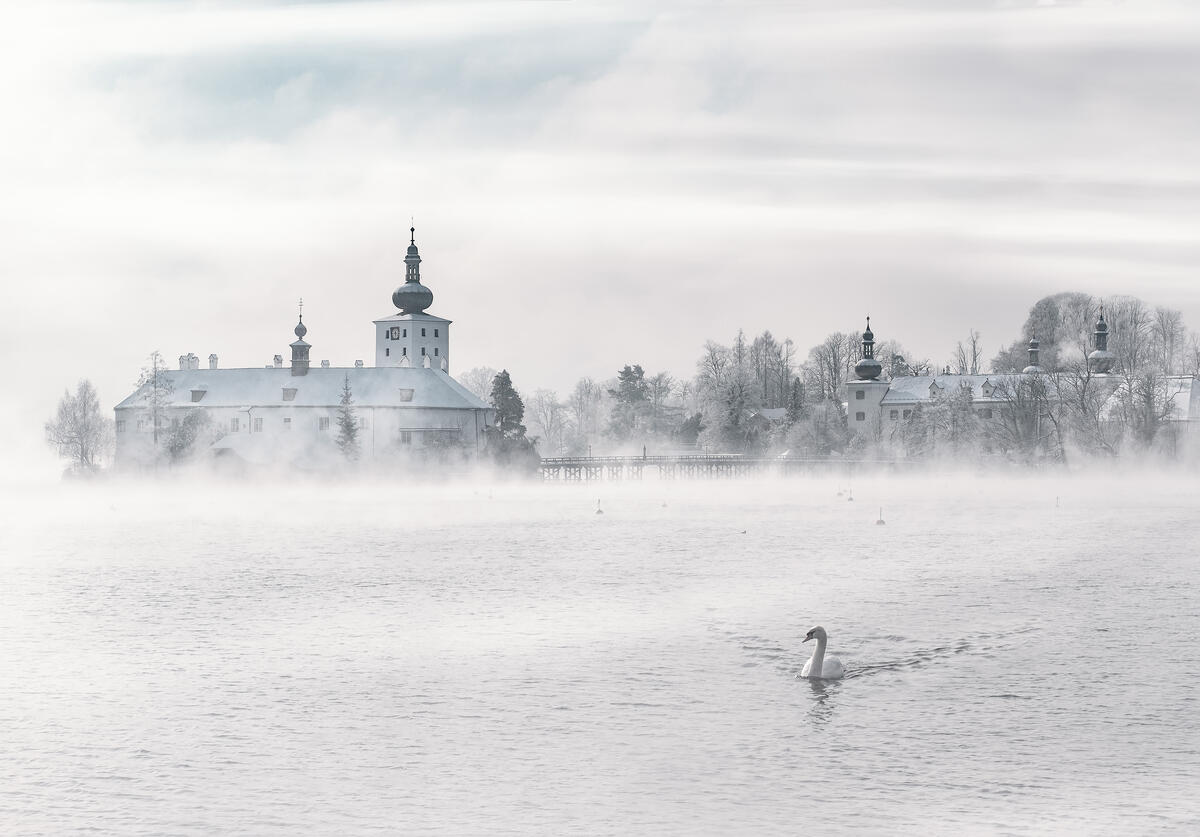 Лебедь плавает по озеру в тумане