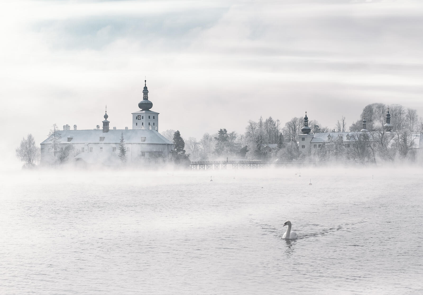 Бесплатное фото Лебедь плавает по озеру в тумане