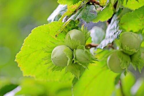 A ripe hazelnut grows on a tree