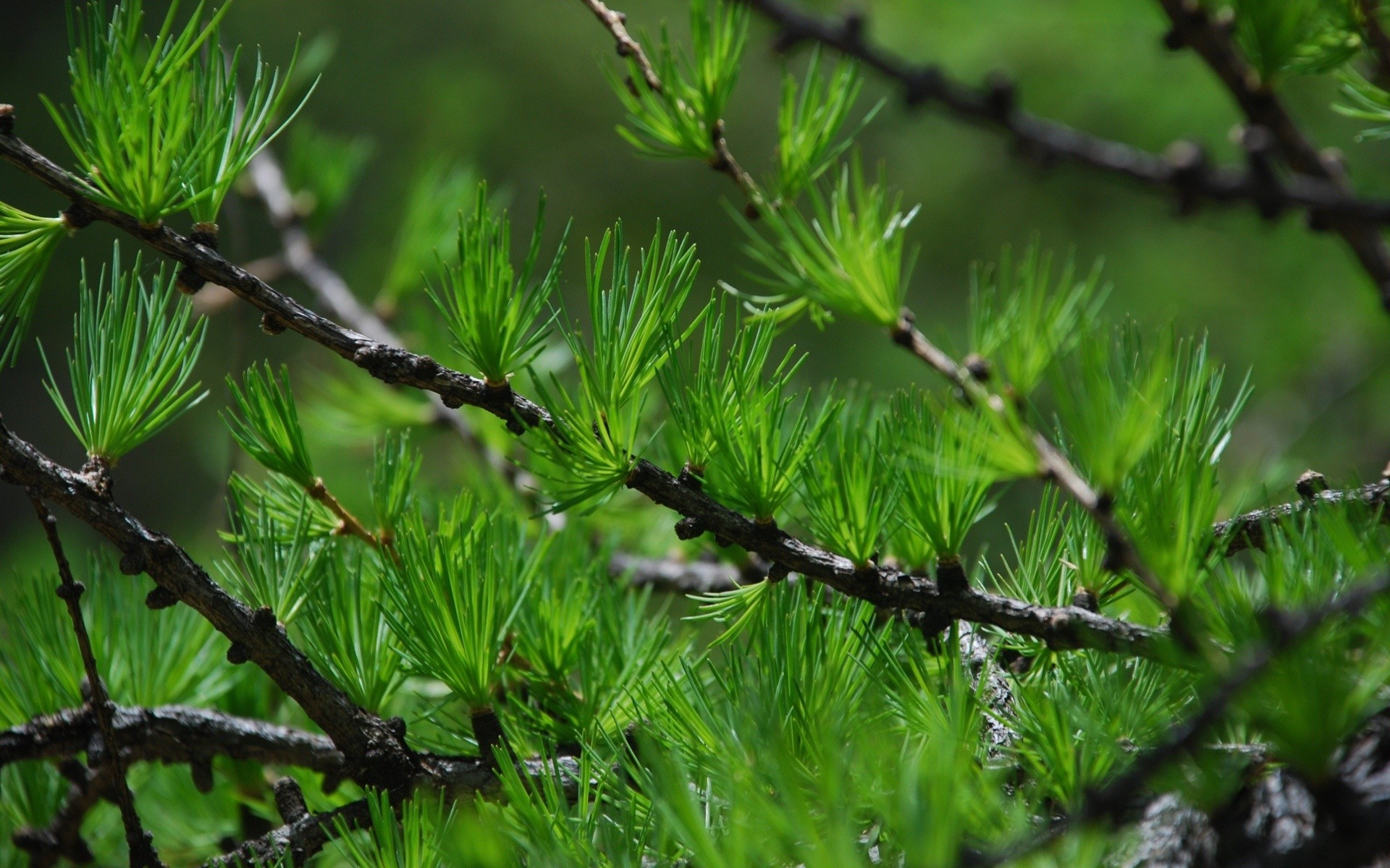 Wallpapers trees forest depth of field on the desktop