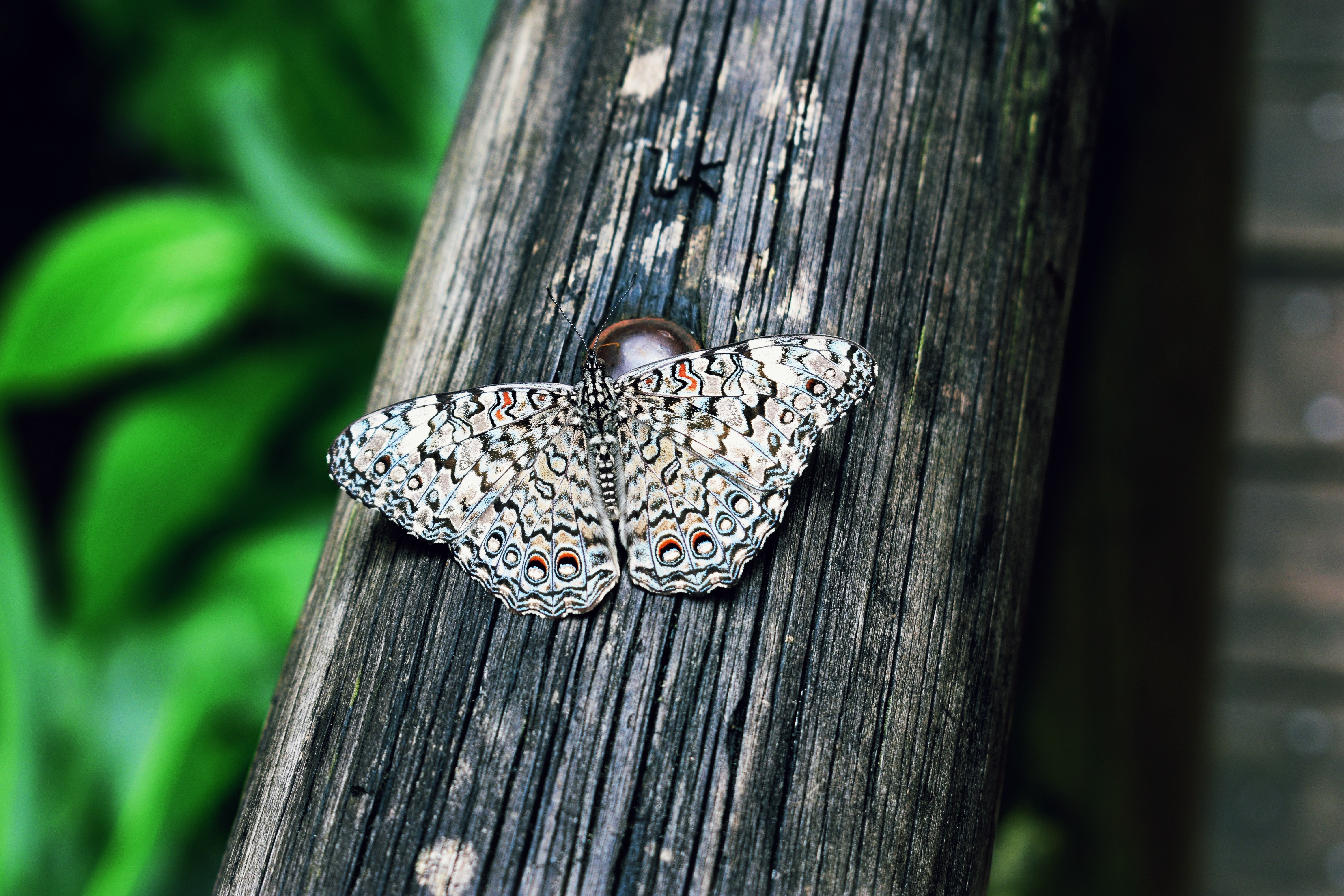 一只翅膀上有美丽图案的白蝴蝶坐在一根木头上