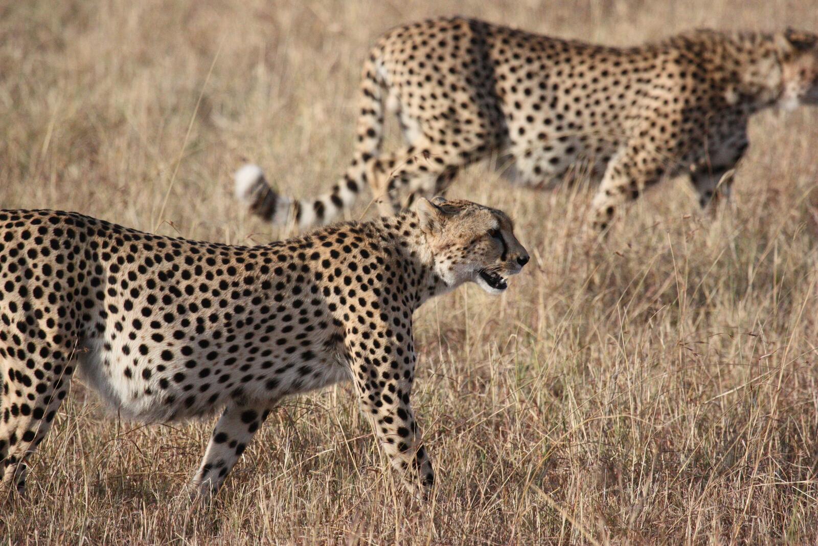 Free photo Two African cheetahs