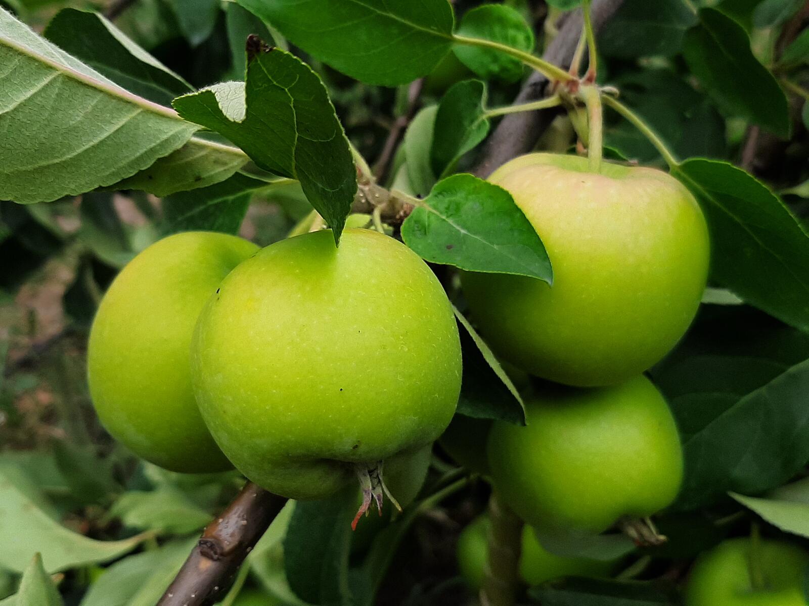 Free photo Green apples growing on a tree branch