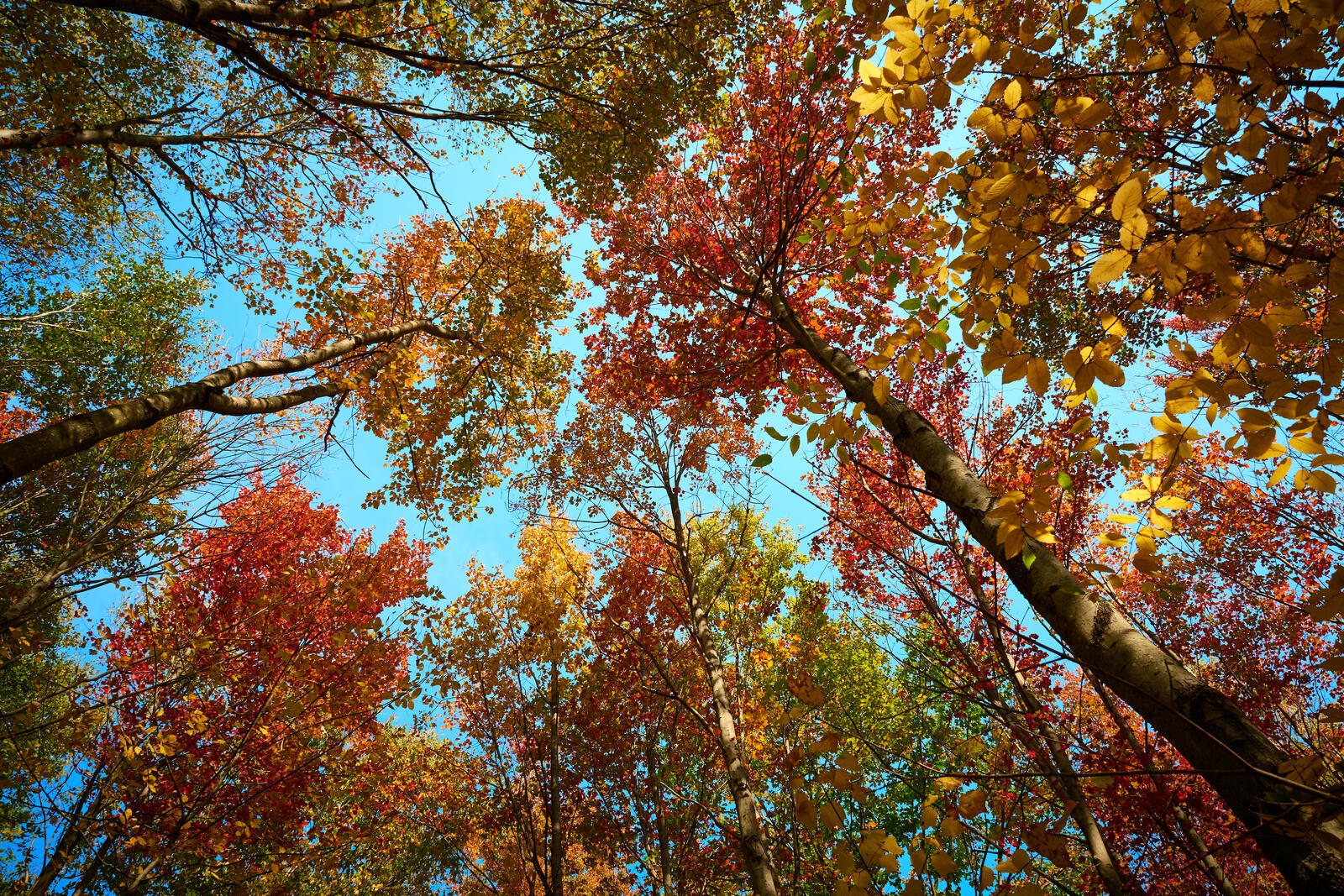 Free photo Autumn leaves on the tree tops