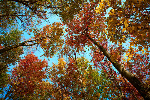 Осенняя листва на кронах деревьев