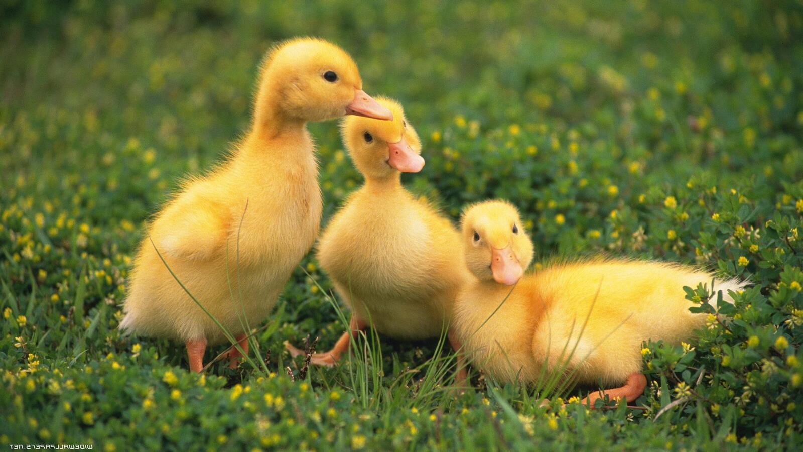 Free photo Three ducklings walking on the green grass.