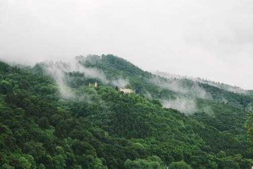 Остатки дворца на холму среди густого леса