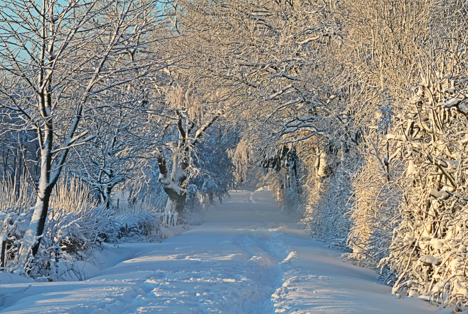 Бесплатное фото Прогулка по снежному лесу
