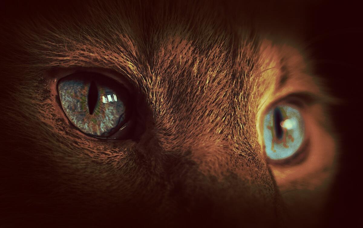 Cat`s eye