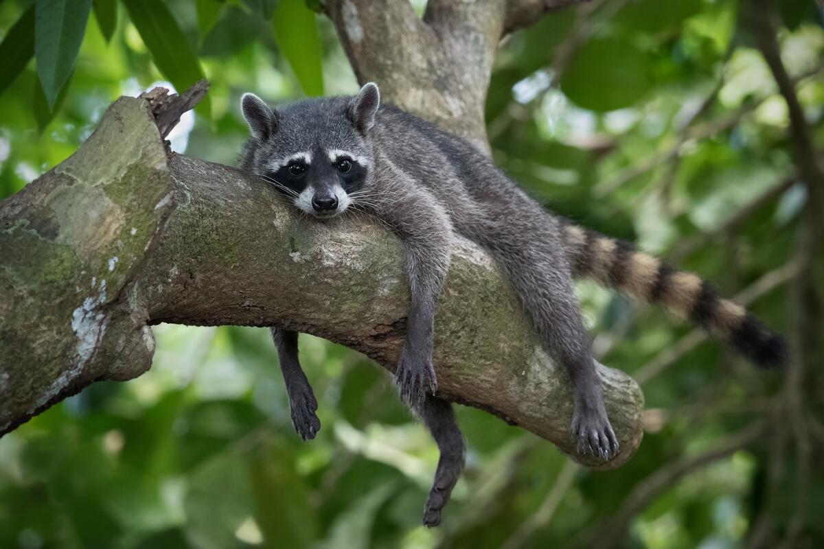 A raccoon on a branch with its paws hanging down