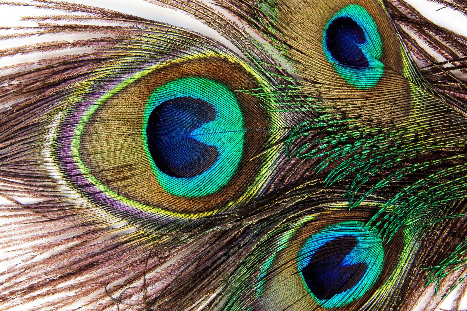 Free photo Colorful plumage of the peacock`s tail