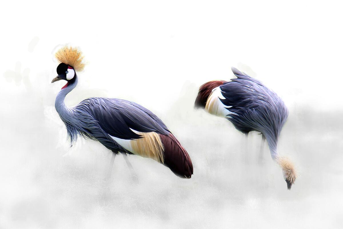A gray crowned crane