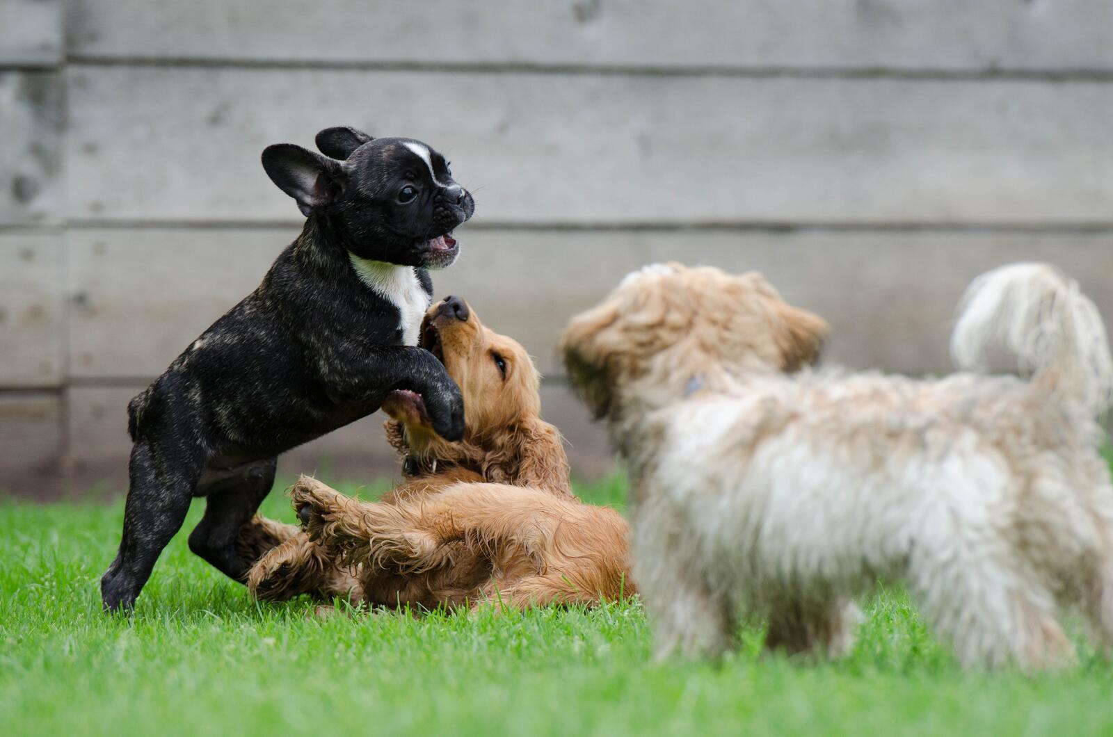 免费照片小狗在绿色的草坪上玩耍