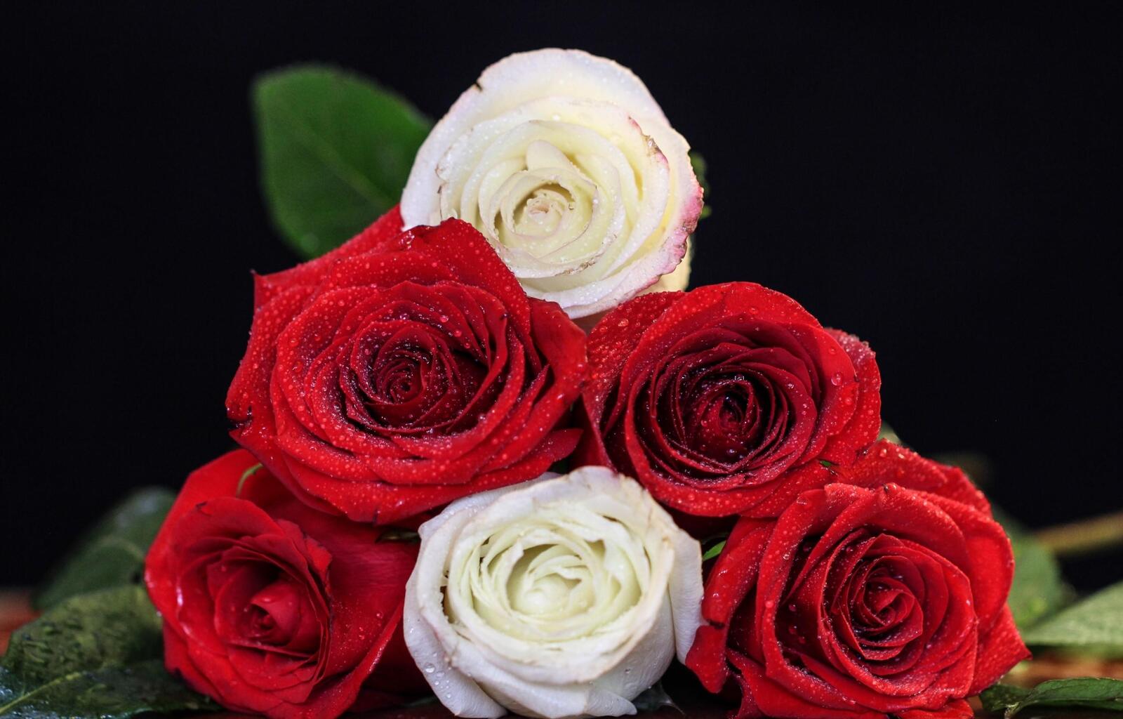 Бесплатное фото Букет роз с каплями