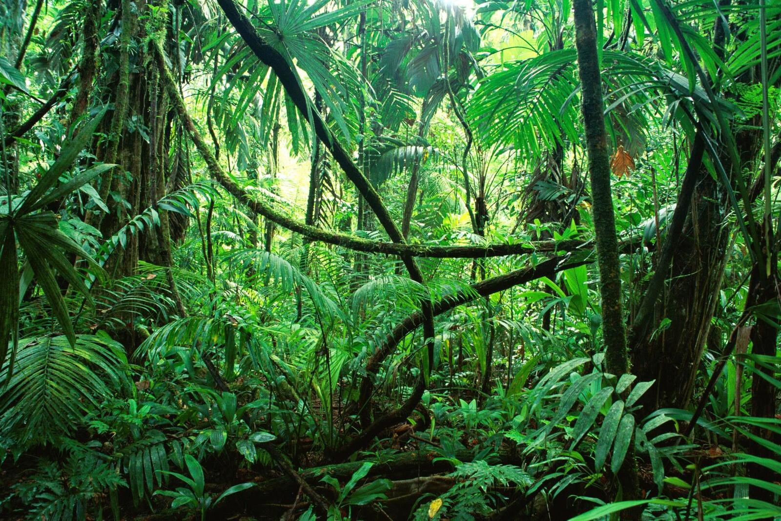 Бесплатное фото Непроходимые густые джунгли