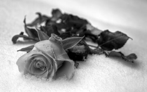 A black and white photo of a beautiful rose