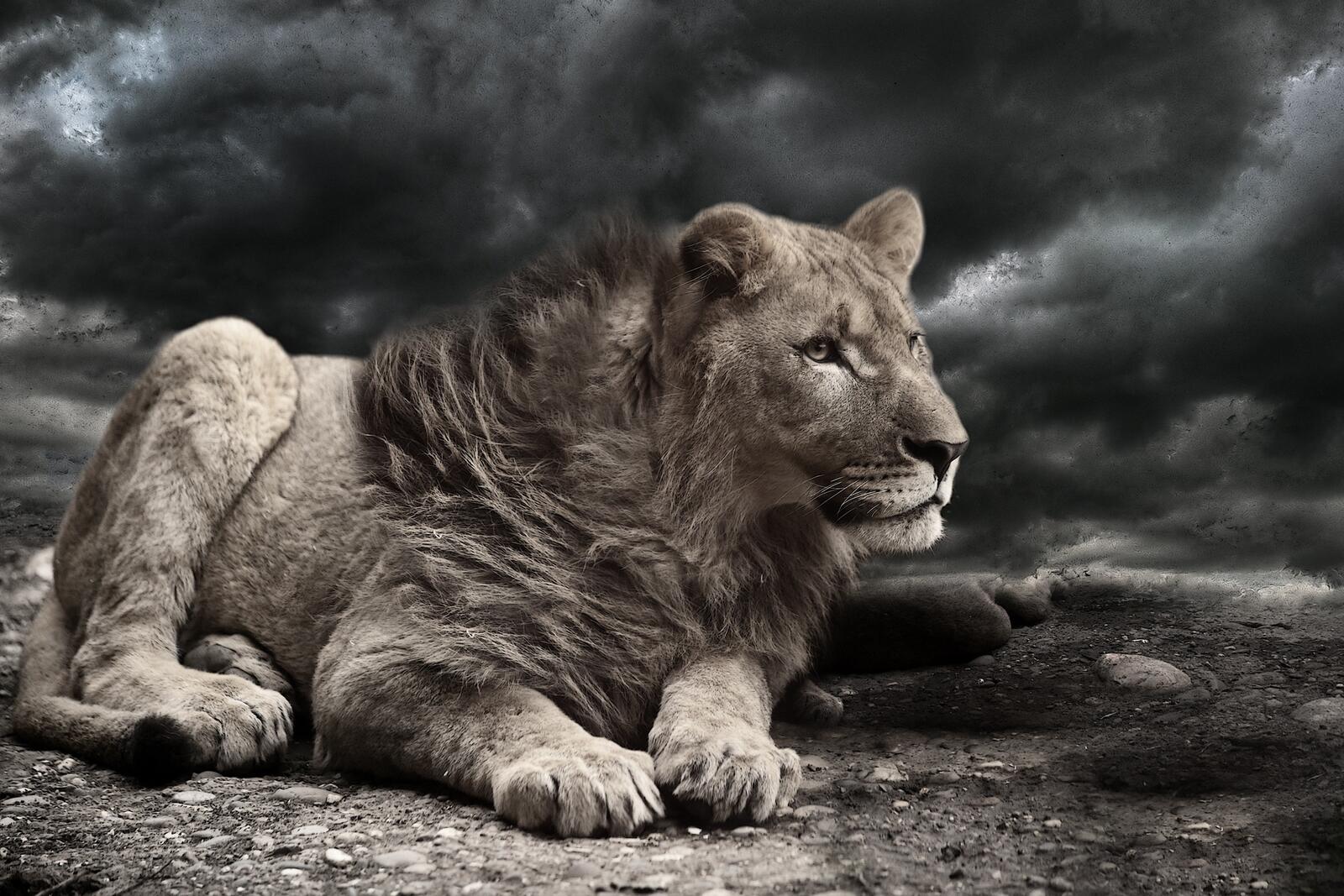 Free photo A lion against an overcast sky.