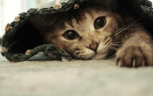 Милый котенок укрылся одеялом